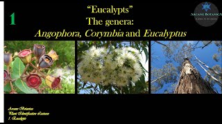 Eucalypt Theory  The Eucalypts  19Aug2024 [upl. by Gottlieb540]