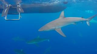 Cage Free Shark Dive with One Ocean Diving  Oahu Hawaii [upl. by Eidnak]