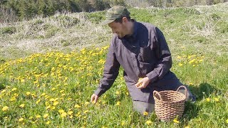 Meet the fulltime forager supplying Newfoundland restaurants with wild food [upl. by Nehtanoj372]