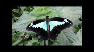 quotPapilio phorcasButterflyquot Video von Wolfgang Schmökel [upl. by Asaeret683]