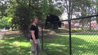 Nox  The Australian Kelpie  jumping a fence [upl. by Arait]