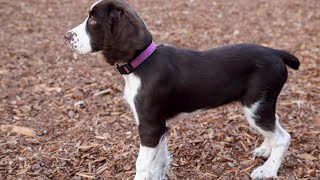 Using English Springer Spaniels for Medical Assistance [upl. by Diehl944]