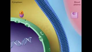 Mechanism of STEROID HORMONE action [upl. by Cassey]