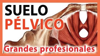 💜 ¿QUÉ es el Suelo Pélvico  Cuál es el TRATAMIENTO 👉 Hacer EJERCICIOS para FORTALECER WOOOW 🧐🎁 [upl. by Olocin]