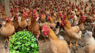 Summary of cheap chicken feed in rural areas  how to prepare it  Chicken farm [upl. by Anuala]