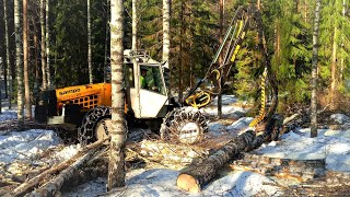 SampoRosenlew 1046 työstää isoja koivuja🌳🌳💪🏻 [upl. by Farmelo]