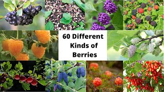 60 Different Kinds of Berries [upl. by Uyekawa]