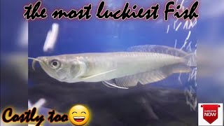 Arowana fish tank  arowana fish  lucky fish [upl. by Drusie]