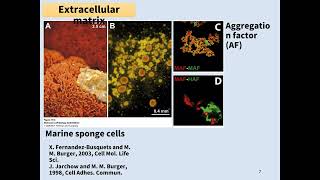 Cell BiologyIntercellular interaction and extracellular Matrix [upl. by Whitaker]