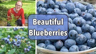 Growing Blueberries From Planting to Harvest [upl. by Ark]