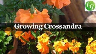 Flora Series  Growing Crossandra Sundance Firecracker Plant [upl. by Culley]