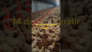 14 Day stat brolir chiks poultry chickenfarming chickenfarmingbusiness farm poultary moocall [upl. by Drarreg]