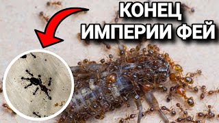 КОЛОНИЯ МУРАВЬЁВ Pheidole pallidula УМИРАЕТ Что случилось с великой империей фей [upl. by Ivana]