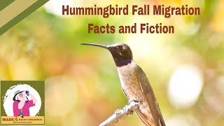 The Truth About Hummingbirds and Their Fall Migration [upl. by Yanaton]