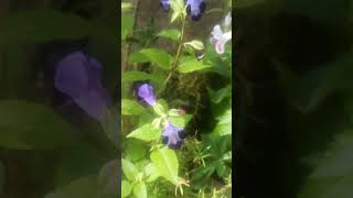 Torenia FournieriWishbone Flower torenia goodvibes floweringplant mygardenflowers shortsvideo [upl. by Danielson697]