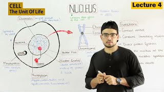 Nucleus Structure and Function  Video 4 [upl. by Akemit]