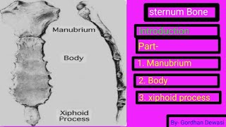 Sternum Bone Introduction Location part of the sternum Bone 1Manubrium 2Body 3Xiphoid process [upl. by Winn]