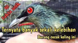 10 Fakta unik Burung Cucak kelingburung Perling Kumbang [upl. by Aninay]