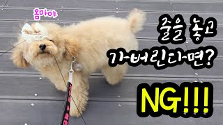 산책 중 줄을 놓고 가버리면 둘 반응이 넘 다르잖아말티푸 강아지반응 puppy [upl. by Cly]