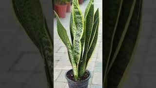 beautifulindoorplanthomeplantindoorplant youtubeshort ytshortsvideo airpurifier viralshorts [upl. by Miner]