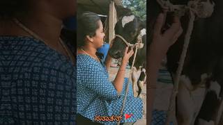 ಸನಾತನ್ 🚩sanaathan hindoo cow gomata cowvideos cows maa mother [upl. by Odlaw]