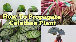 How To Propagate Calathea Plants [upl. by Frech]