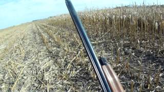 South Dakota Pheasant Hunting\Garden Hills [upl. by Worrad]