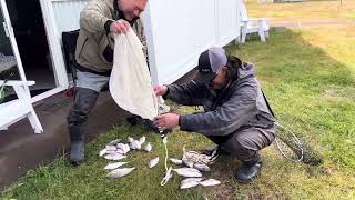 Digging for sand shrimp for bait surf fishing 🎣 [upl. by Ver]