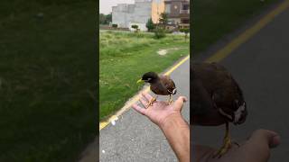 Myna talking bird Mashallah ajlpets ytshorts birds myna AjPet786 [upl. by Avictor224]