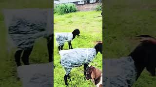 Goats wearing raincoat 🤣rooftop GOAT farming facts fun pets animals rain earn [upl. by Ellicec438]