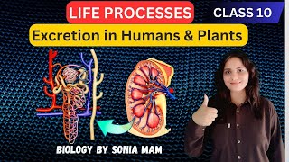 Life Processes 05  Excretion  Class 10 Biology CBSE  NCERT 20242025  Arithmetica [upl. by Alidis]