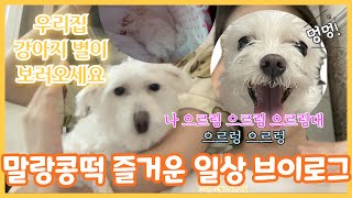 저희 집 강아지 이름은 별이에요  23년 드디어 안녕 24년 드디어 안녕  대학교 4학년 VLOG  韩国人vlog  中文字幕 [upl. by Anaitsirhc]