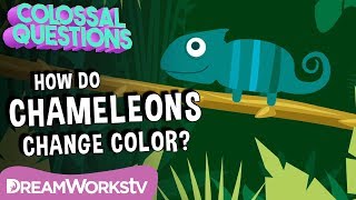 How Do Chameleons Change Color  COLOSSAL QUESTIONS [upl. by Linoel]