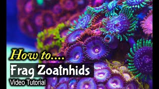 How To Frag Zoanthids [upl. by Gearard]