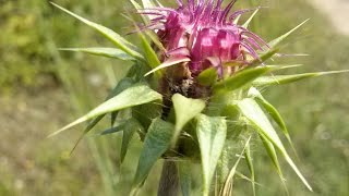 Silybum Marianum Cardo Mariano medicinal plant [upl. by Assenyl]