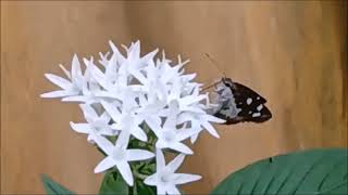 Ep 5 Meet the Pentas Lanceolata [upl. by Eilra]