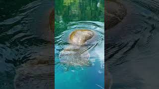 A gentle reminder to take more deep breaths  like our manatee friends 💙 silversprings manatee [upl. by Eerdna300]