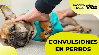 Convulsiones en Perros Causas Fases y Qué hacer  Mascota y Salud [upl. by Elttil159]