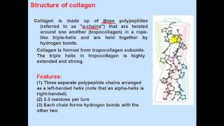 Biochemistry Second  dr sameeh  Protein 3  Classification of proteins [upl. by Shae]