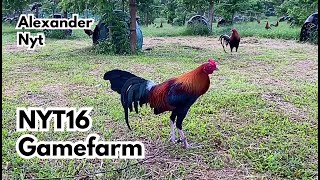 Big Farm in the Philippines NYT16 Gamefarm [upl. by Nerb719]