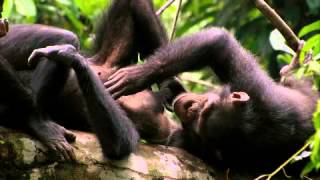 Kingdom of the Planet of the Apes  Teaser Trailer [upl. by Rozelle]