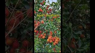 Buah segar matang di pohon [upl. by Loveridge]