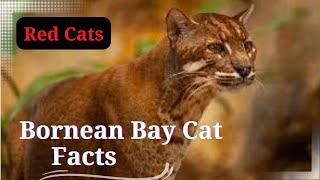 Bornean Bay Cat Facts  Habitat – Characteristics  Borneo Bay Cats [upl. by Hortensia]