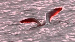 Great Blackbacked Gull Kills Laughing Gull [upl. by Marijane]