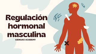 Regulación hormonal masculina [upl. by Scevo]