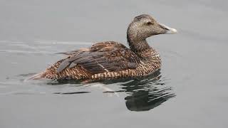 Eider común en Stavanger Noruega [upl. by Stefanac]