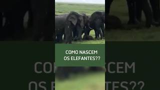 INCRÍVEL NASCIMENTO DE BEBÊ ELEFANTE [upl. by Baily554]