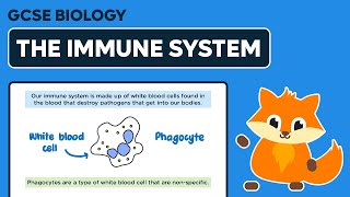 The Immune System  GCSE Biology [upl. by Eelymmij]