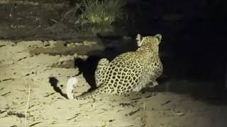 Two Leopard meals at Klaserie Private Nature Reserve [upl. by Fantasia]