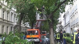 Ast abgebrochen  auf PKW gefallen in Bonner Südstadt am 010517 [upl. by Lihas]